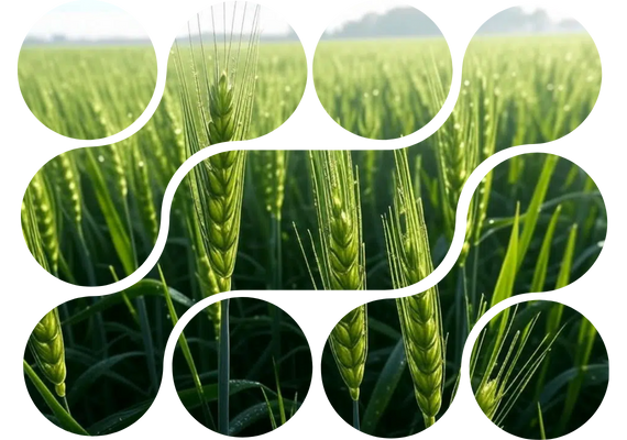 Natural Farming India